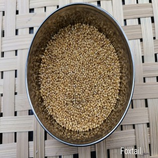 Foxtail Millet 500gm | कंगनी | કાંગ | Unpolished