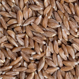Khapli Wheat Grains (Emmer Wheat Grain) | खपली गेहूं