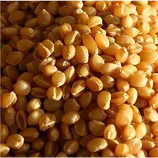 Sona Moti Wheat - Heirloom Verity | Grains |सोना मोती गेहूं