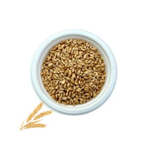 Tukdi 496  Wheat |Grains | टुकड़ी 496